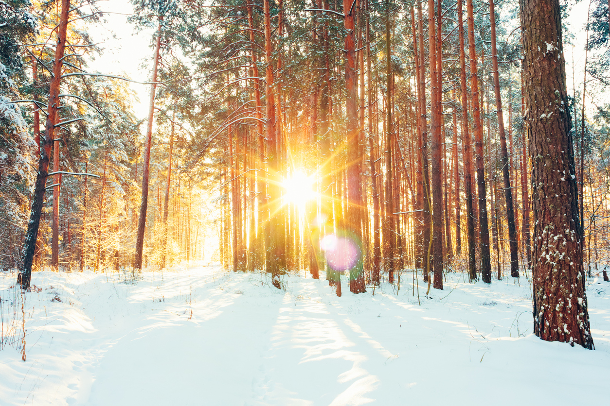The sun shines through a forest in winter